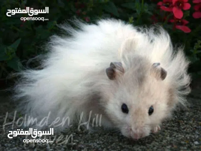 هامستر سوري شعر طويل