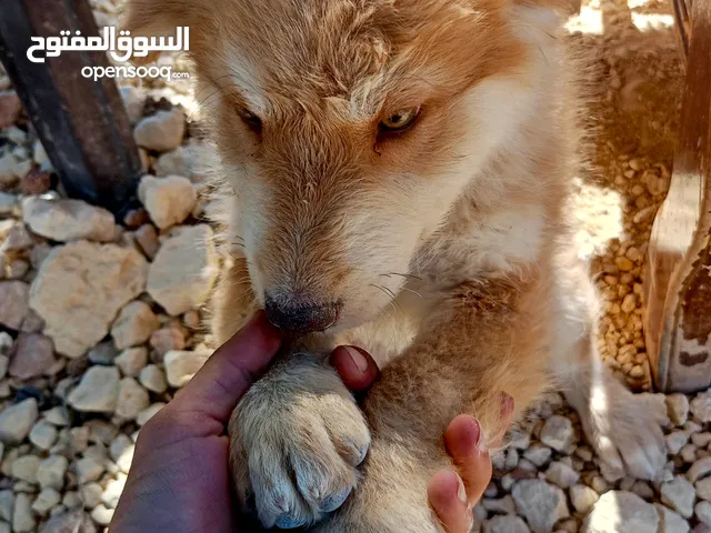 جرو هاسكي عمر شهرين ونص عيون ملونه