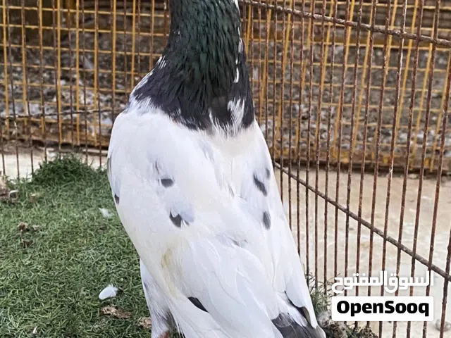 حمام باكستاني تيدي