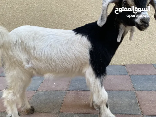 عنزين جميلة محلي انثى التواصل في البرنامج