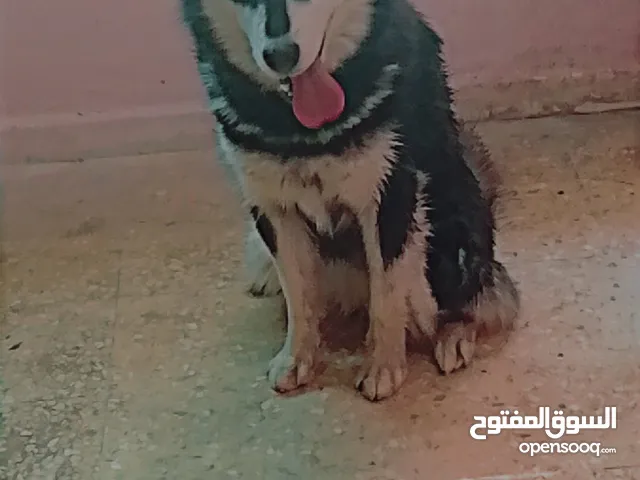 كلب هاسكي انثى