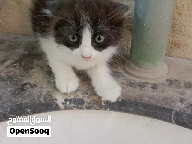 قطط للبيع. العمر شهرين cats for sale. 2 months old