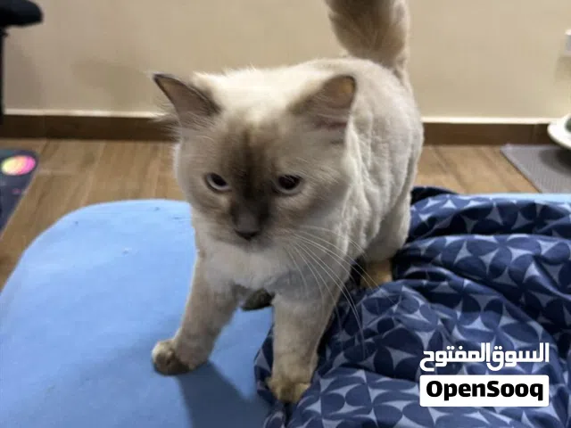 cat for sale