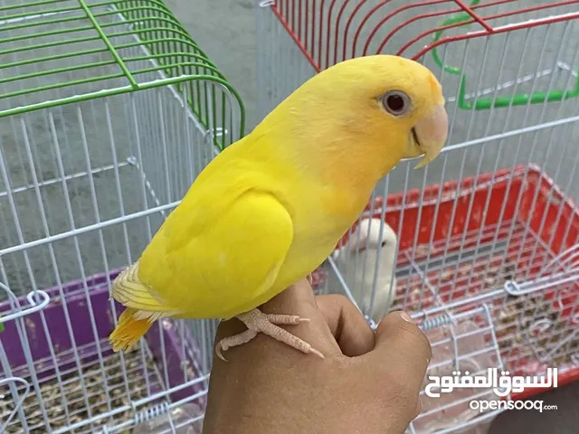 لوفبيرد او روز للبيع