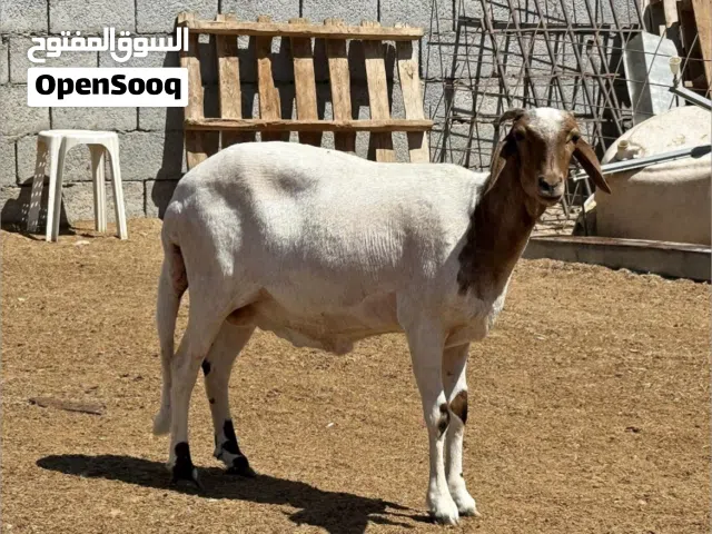 نعجه هجين صوف