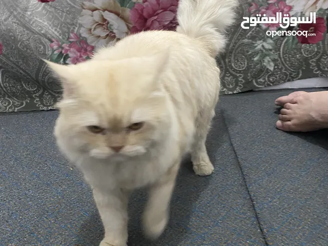 قطه جميله صغيره