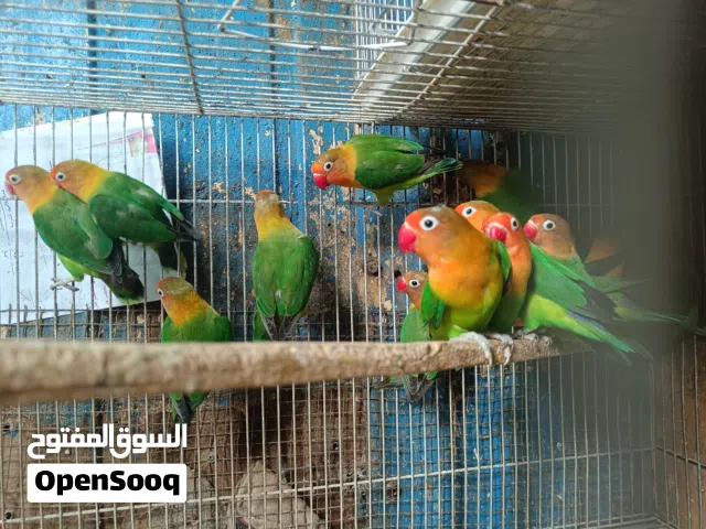 طير غندورة فشر