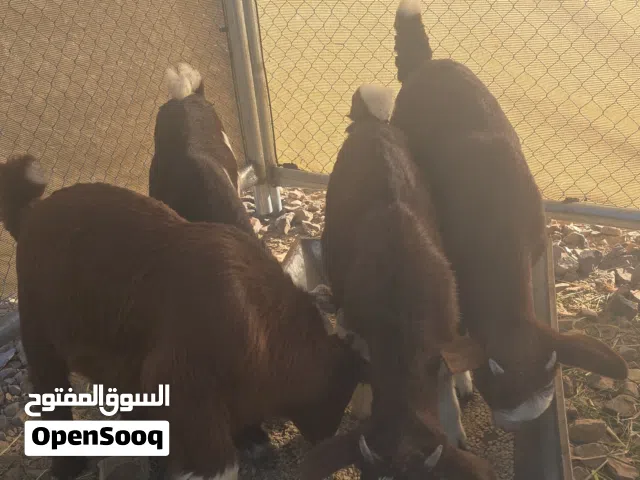 تيوس للبيع التواجد عبري