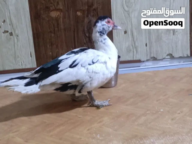 بشه مصريه نثيه نضيفه مال البيت
