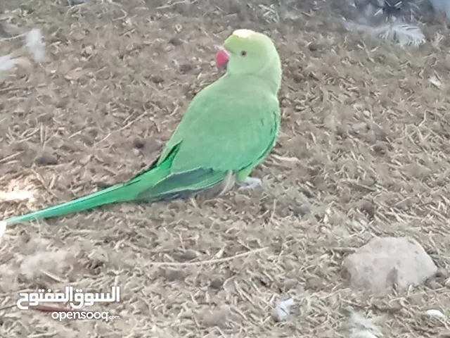 بغبغاء الدره