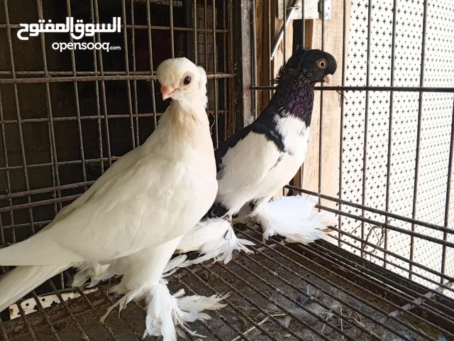 حبيب للببع كوم