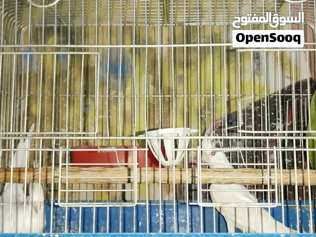 متاح جوز كوكتيل ابيض بجهزو لا بطن بيض قبل فتره بعت فراخهن