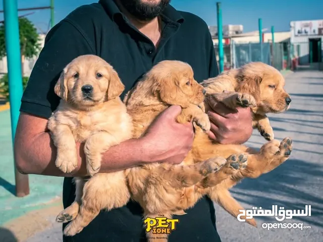 جولدن ريتريفر Golden retriever