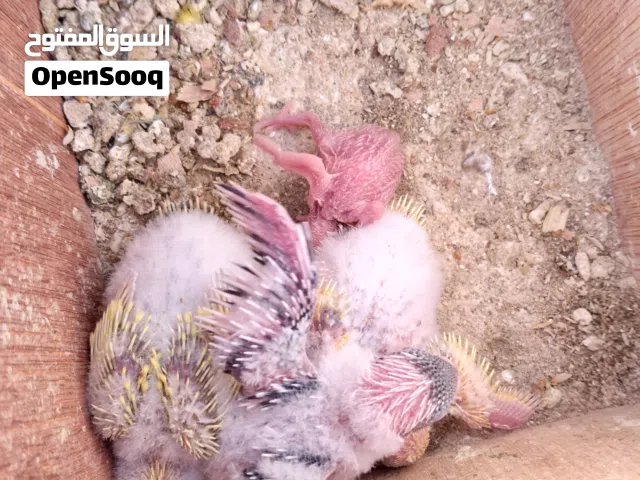 كوبيه بقلينو تبارك الرحمن