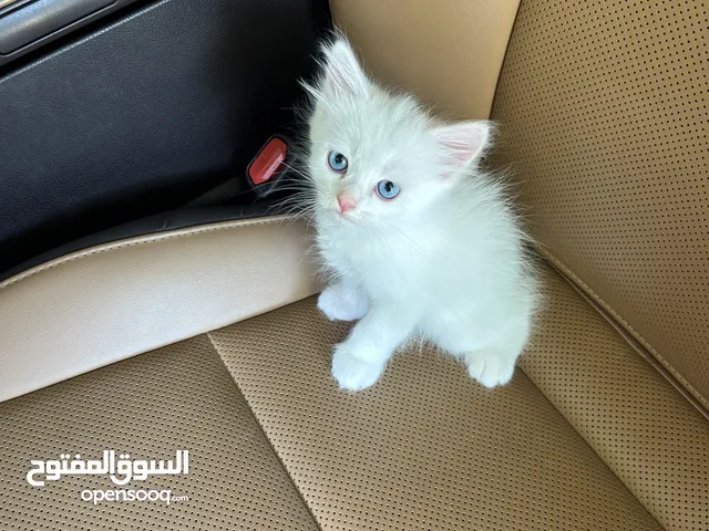 قطط شيرازية للبيع