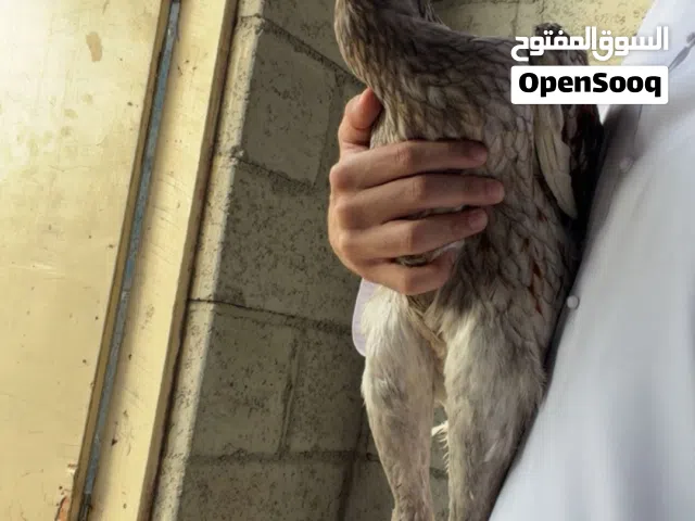 ديك باكستاني و دجاج باكستاني