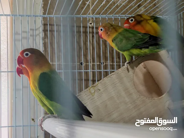 بيعة سريعة وحرق اسعار متوفر ازواج فيشر الوان وطفرات للانتاج