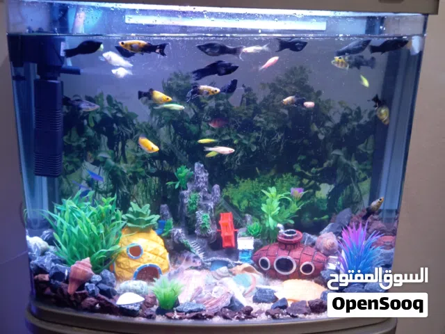 حوض كامل بلموصفي بكل شي تبي بلحوت ولا من غيره