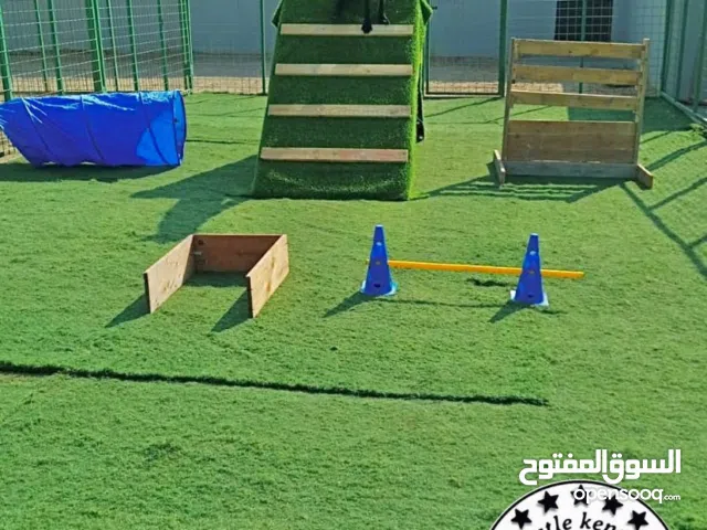 فندقة وتدريب كلاب على أعلى مستوى