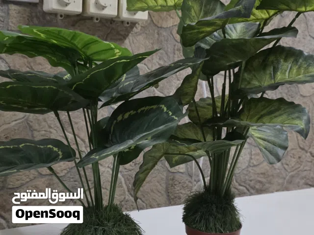 بيع شتلات صناعيه زينه للمنزل