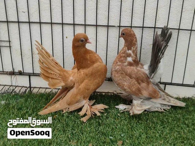 ربي يبارك ماشاء الله احضان روسي طرف اصفر وطرف الموند سعرهم 500
