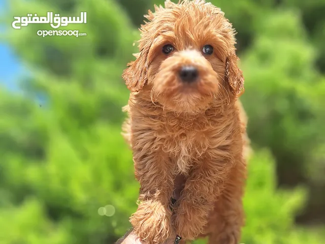 Maltipoo جراء مالتيبو