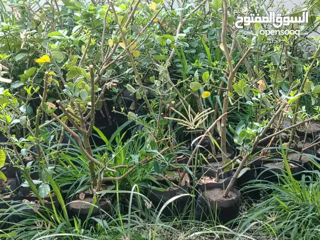 بيع شتلات سفررجل وليموون عماني