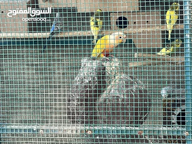 سنشيك لون صدر احمر