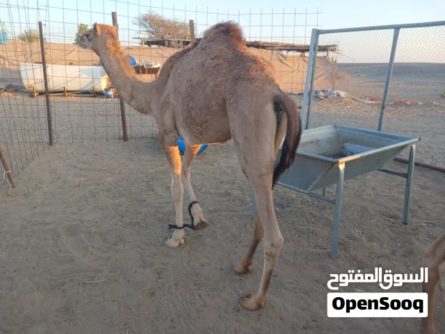 قعودين وبكره