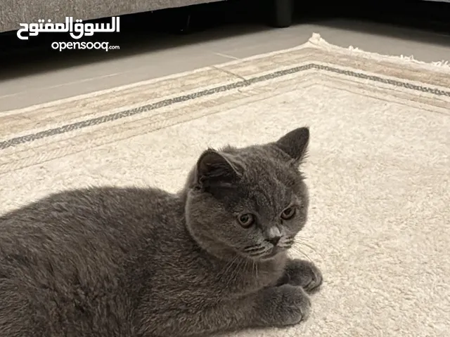 قط بريتش بيور