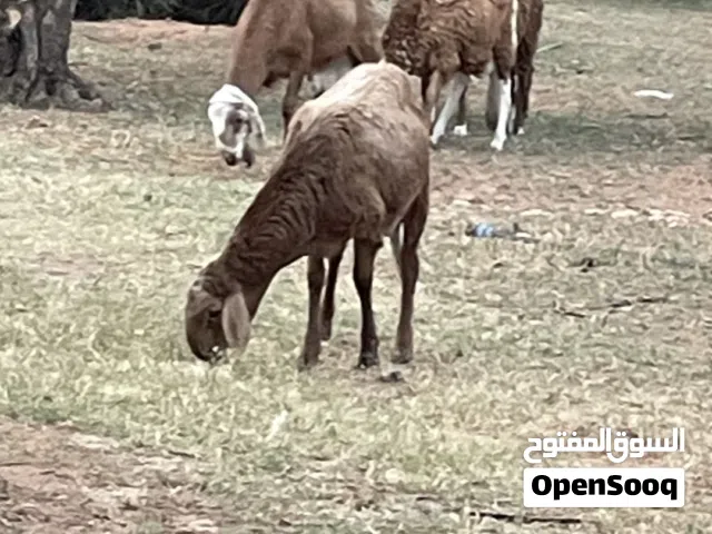 خرفان سودانيات