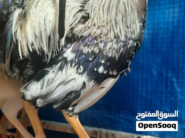 ديج عرب