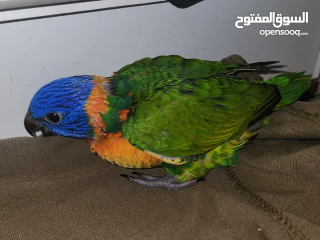 لوري العمر شهرين loreikeet 2months