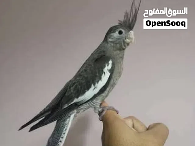مطلوب مطلوب فرخ  كوكتيل انكليزي بسعر مناسب