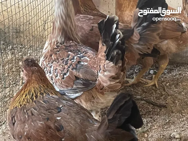 متاح دجاج عرب كويتي العمر 5 اشهر ع وجه مبياض ان شاء الله (6 +1) 6 دجاجات وديك واحد