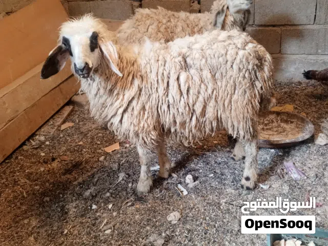 نعجات للبيع. ورجينات.