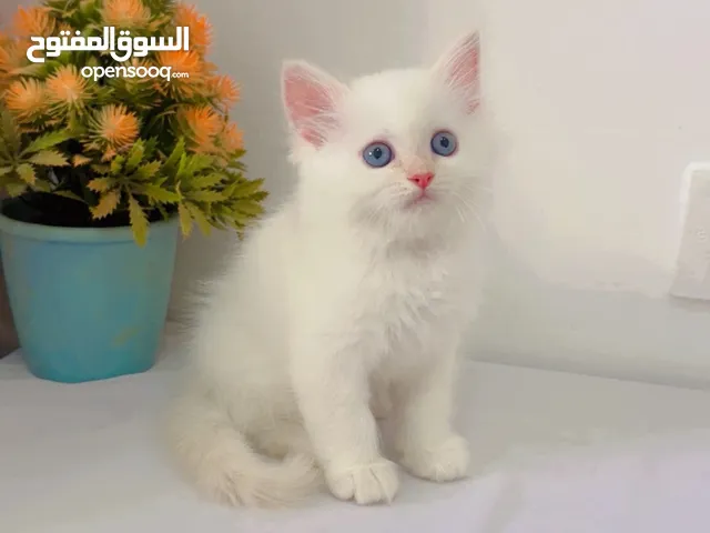 Pure Persian long hair with blue eyes