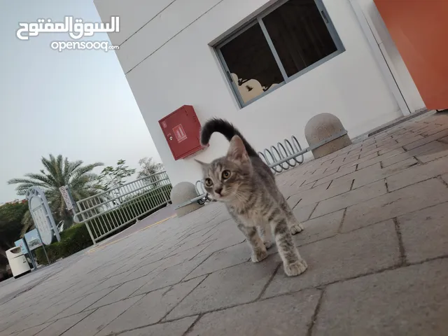 محمود حجازي