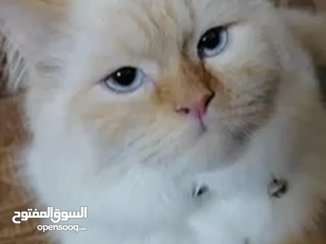 أورنج هملايا بيور