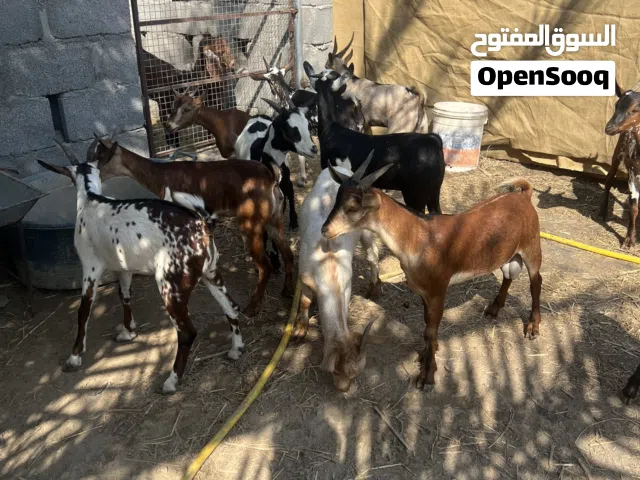 و تيوس للبيع بسعر مناسب للجميع لايوجد حجز