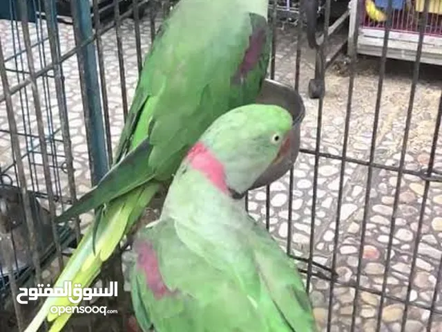 للبيع جوز أمريكي حجمة وصحة ما شاء الله