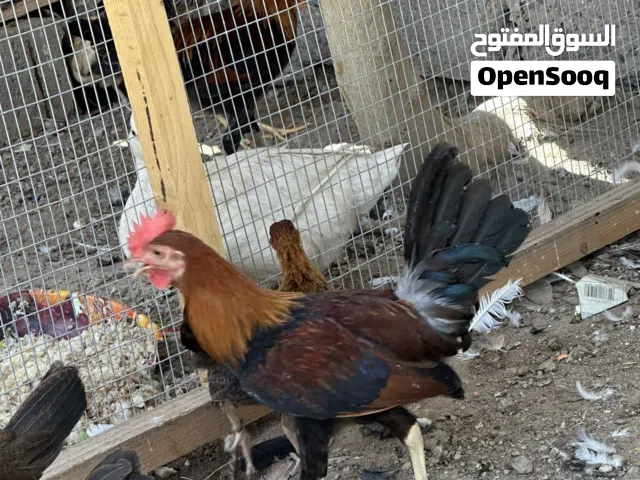 دجاج كويتي فروجات