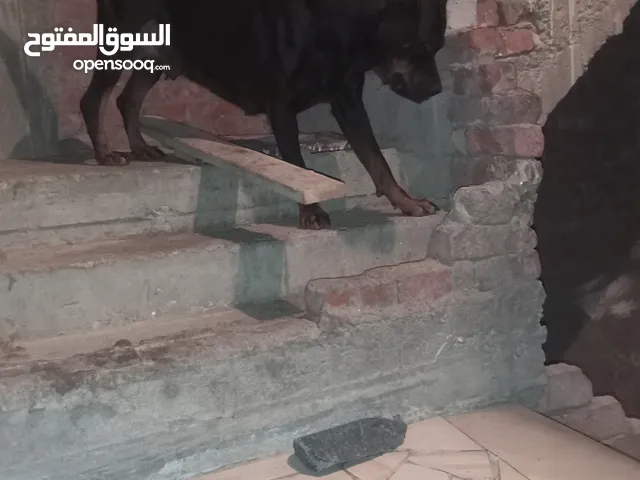 روت وايلر للبيع ام و 2 جراوي