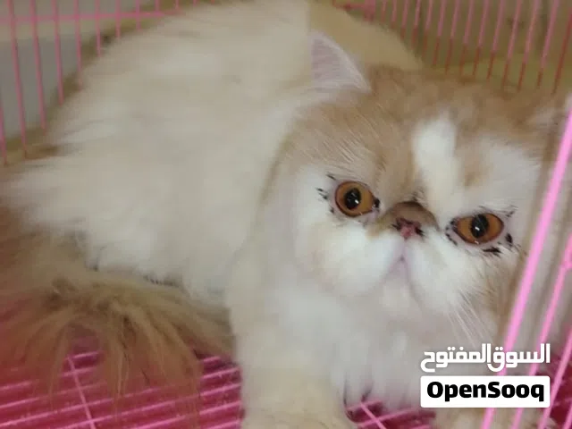 قطط من فصائل مختلفة بأسعار مختلفة لمشاهدة السعر اقرأ الوصف  price in caption