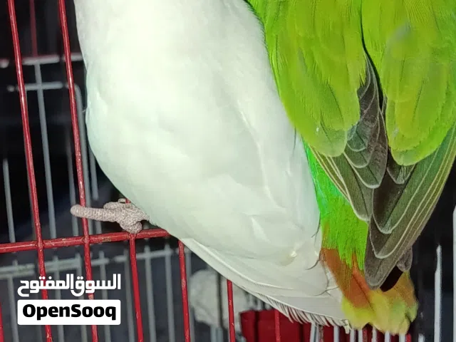 كوبيا روز للبيع