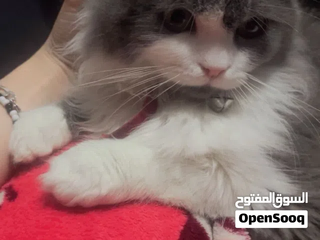 قطة سكوتش فولد للبيع – شعر طويل– مميزة جداً قطة سكوتش فولد أذان مطوية وشعر طويل وكثيف، لون رمادي