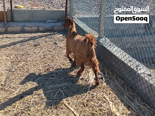 سخله فلل سمنه