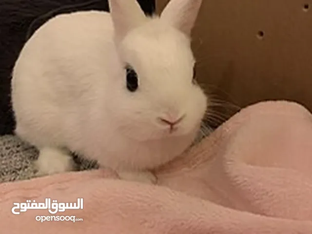 أرنب ابيضّ أليف للبيع (التوصيل مجانا)