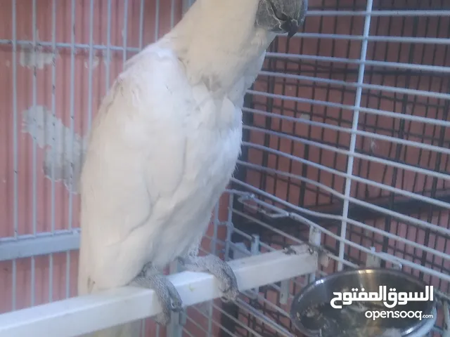 كوكاتو سلفر اكرستد متكلام اليف مزرعة اليف جدا جدا