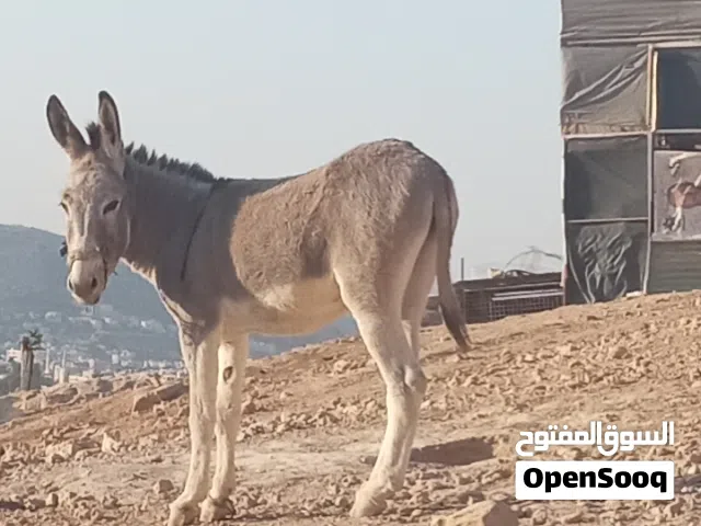 جحش فحل عاقل ركوب نخب اول